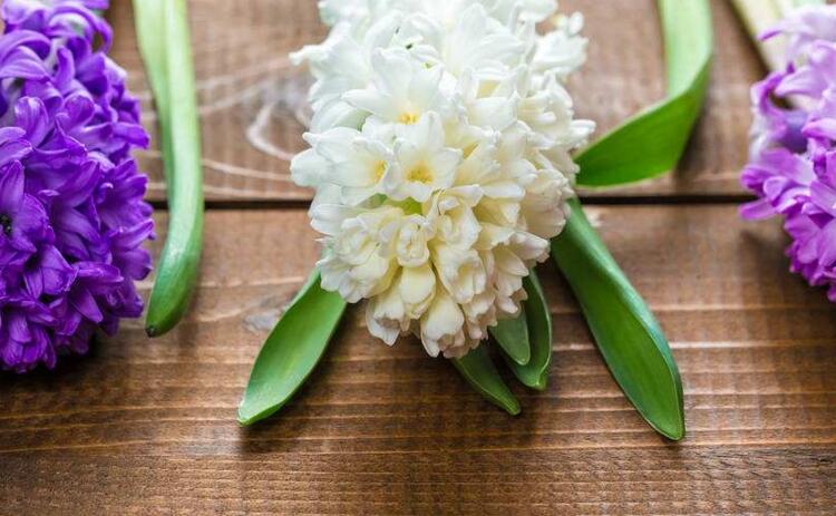 風信子一年開幾次花(一年開一次)，介紹一年開兩次花的方法