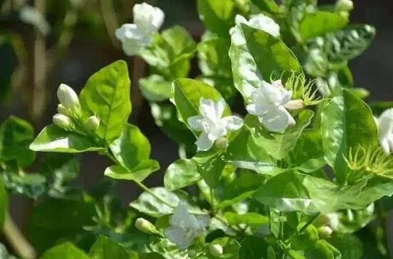 盆栽茉莉花怎麼施肥，做好五點就能生長鬱鬱蔥蔥