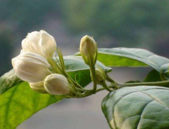 梔子花和茉莉的區別，教你三種簡單區別方法(花期/花葉/果實)