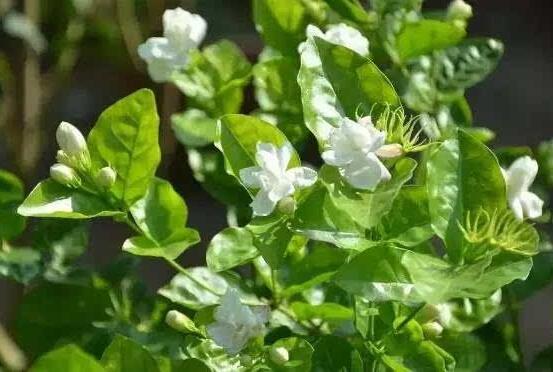 梔子花和茉莉的區別，教你三種簡單區別方法(花期/花葉/果實)