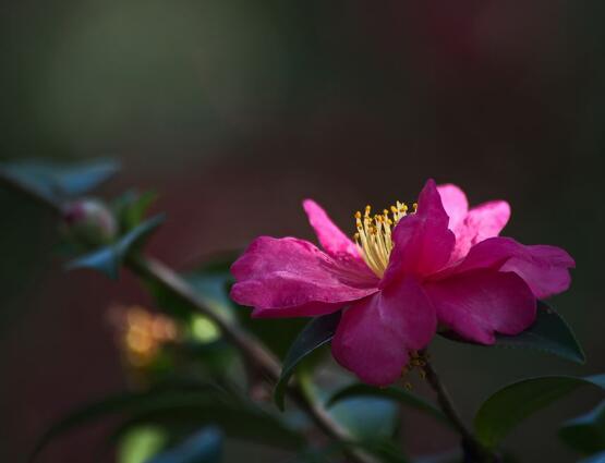 茶花長歪了怎麼辦，教你五種解決辦法