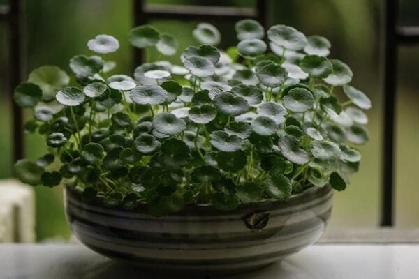 銅錢草的根怎麼水培，既簡單又實用