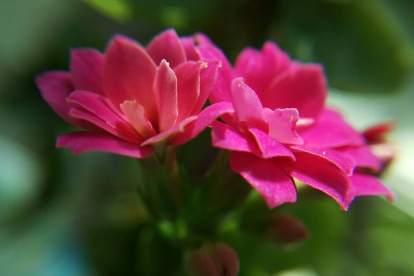 長壽花花莖發黑怎麼辦，可能是得了黑腐病