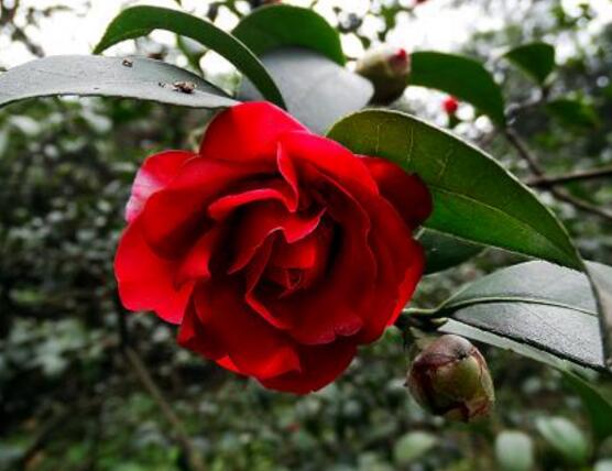 山茶花幾月開，十月始花、翌年5月份終花