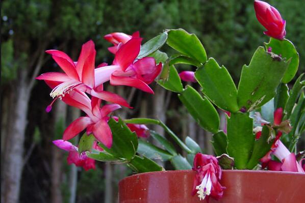 蟹爪蘭葉子發紅怎麼辦，發紅原因以及處理方法