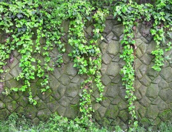 常春藤葉子幹枯怎麼辦，做好這五點即可恢複生機