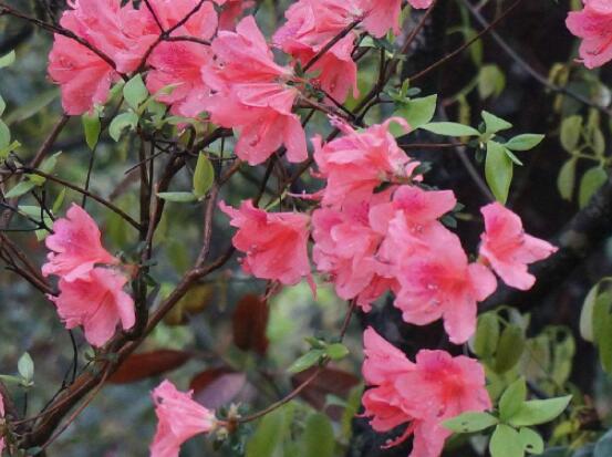 杜鵑花葉子幹枯怎麼辦，四種原因以及解決辦法