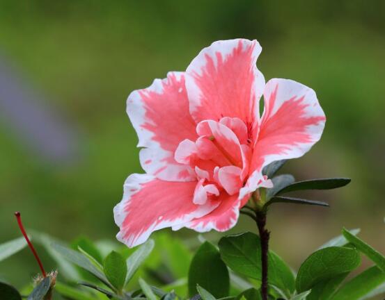 杜鵑花葉子幹枯怎麼辦，四種原因以及解決辦法