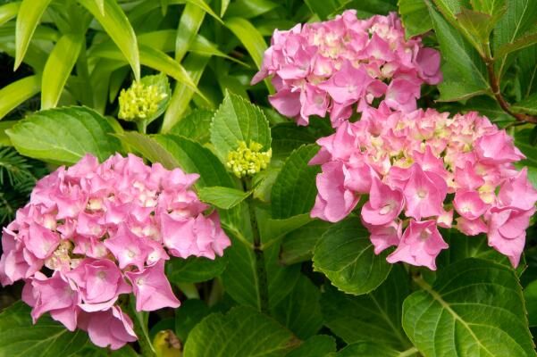 繡球花扡插方法和時間，春秋兩季最適合杆插