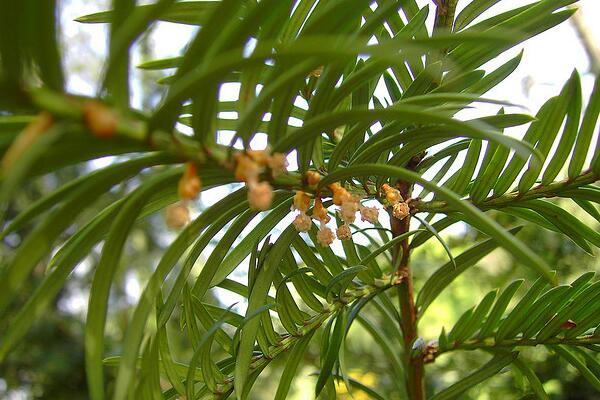 家裏養紅豆杉吉利嗎，代表健康、長壽和不朽