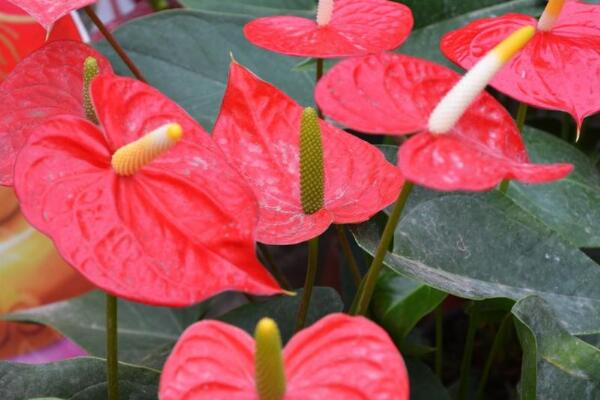 紅掌葉子下垂怎麼辦，因為土壤、澆水、光照以及溫度不適