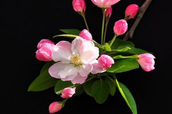 海棠花葉子枯萎怎麼辦，五種原因及解決方法