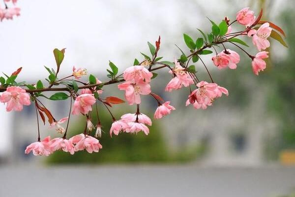 海棠花根爛了怎麼辦，找到原因正確處理