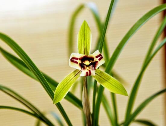 家裏養蘭花有什麼好處，淨化空氣、生津止渴，緩解疲勞