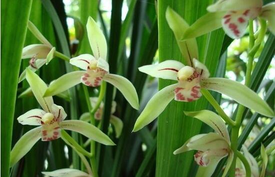 家裏養蘭花有什麼好處，淨化空氣、生津止渴，緩解疲勞