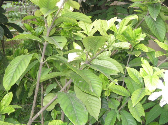 梔子花的繁殖方法，扡插/壓條/分株三種繁殖方法