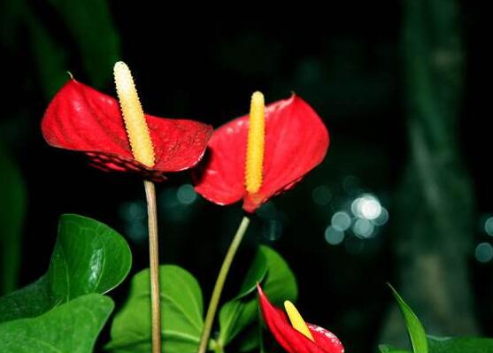 紅掌花需要什麼肥料，氮磷鉀肥缺一不可