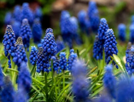 風信子好種嗎，做好這五點就能生根發芽(存活率高)