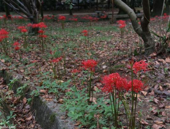 彼岸花怎麼種植，老農總結七大種植方法