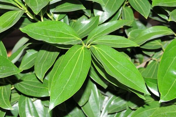 平安樹的葉子怎麼養綠，讓葉子變綠的5大技巧