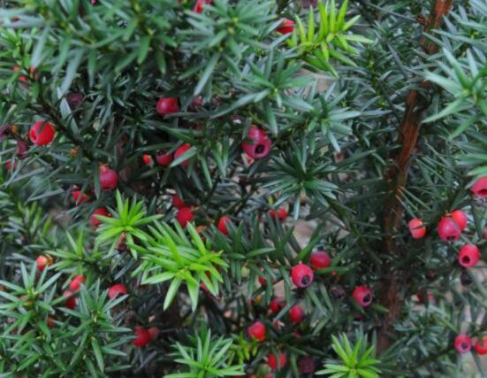 家裏養紅豆杉風水好嗎，起到延年益壽、幸福健康