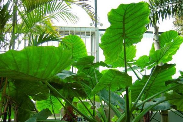 養滴水觀音有什麼好處，可以淨化空氣