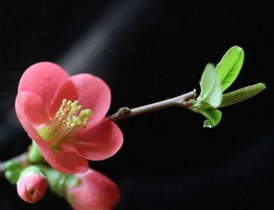 為什麼說海棠花不吉利，純屬一種迷信謠言(無科學依據)