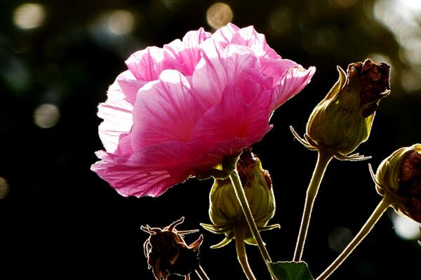 芙蓉花葉子蔫了怎麼辦，找到原因立即處理