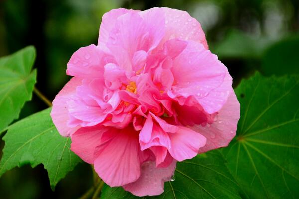 芙蓉花葉子蔫了怎麼辦，找到原因立即處理