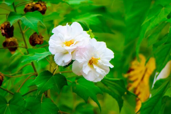 芙蓉花葉子蔫了怎麼辦，找到原因立即處理