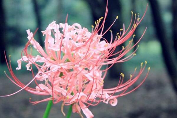 彼岸花的花語是什麼，在不同國家有著不同的花語