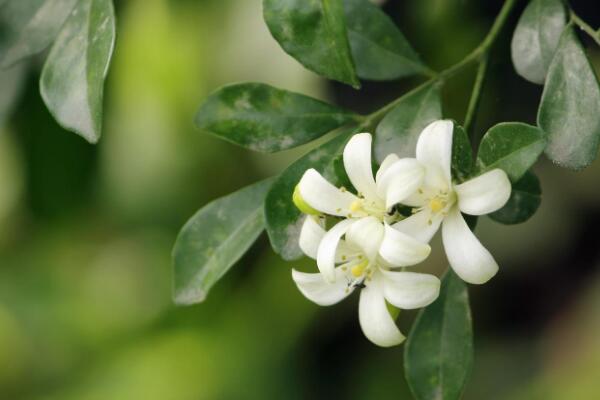 九裏香花期有多長,花期一般有四個月(4-8月)