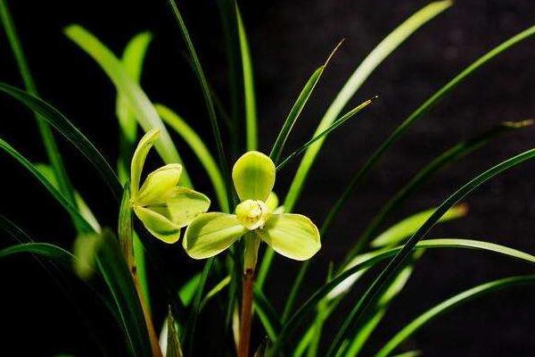 蘭花用什麼土栽培最好，疏鬆透氣、微酸性的土壤最好