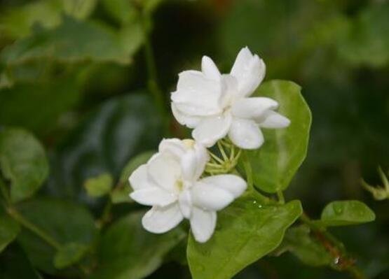 茉莉花什麼時候修剪整枝最好，春秋生長期、春季前休眠期修剪最好