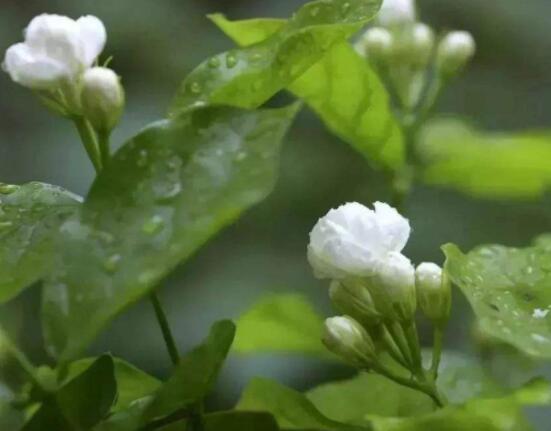 茉莉花什麼時候修剪整枝最好，春秋生長期、春季前休眠期修剪最好