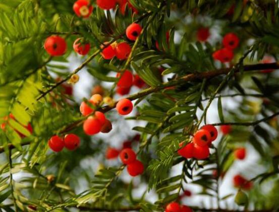 家養紅豆杉有什麼好處，延年益壽、身體健康、長壽幸福