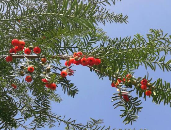 家養紅豆杉有什麼好處，延年益壽、身體健康、長壽幸福