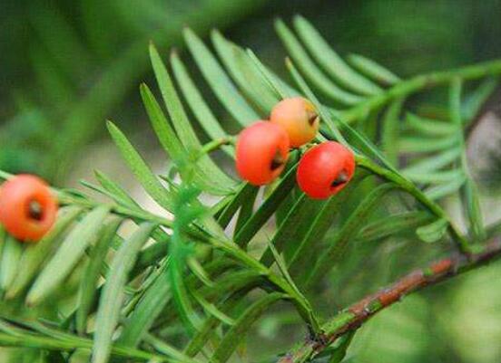 家養紅豆杉有什麼好處，延年益壽、身體健康、長壽幸福