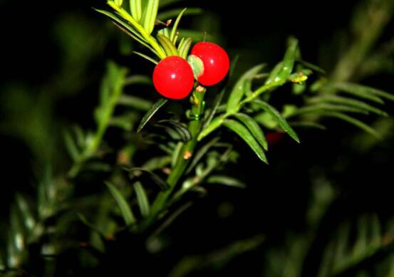 家養紅豆杉有什麼好處，延年益壽、身體健康、長壽幸福