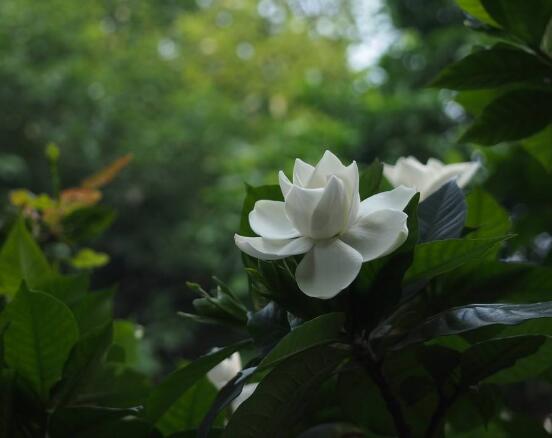 梔子花的寓意，守候與堅持、等待一個夏季的約定