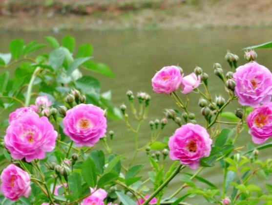 薔薇花怎麼牽引爬牆，固定好主枝、延伸修剪後新枝條