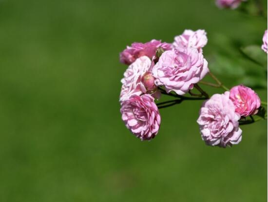 薔薇花怎麼牽引爬牆，固定好主枝、延伸修剪後新枝條