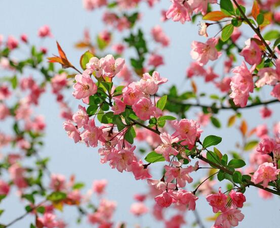 家裏為什麼不能養海棠花，迷信斷腸花傳說/忌幹花養殖(財運不濟)