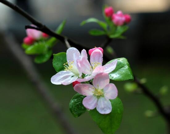 家裏為什麼不能養海棠花，迷信斷腸花傳說/忌幹花養殖(財運不濟)