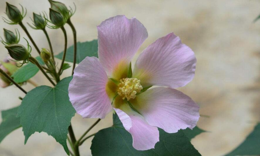 芙蓉花怎麼修剪，春天和秋天剪是最好的