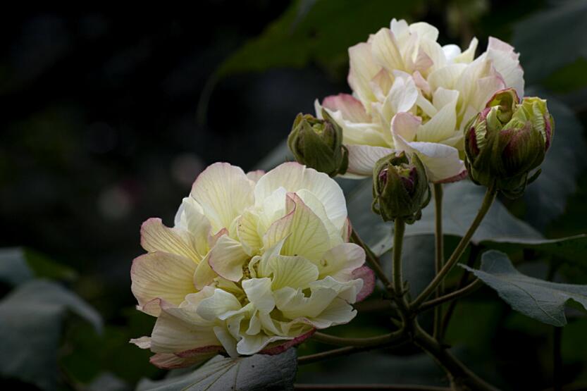 芙蓉花怎麼修剪，春天和秋天剪是最好的