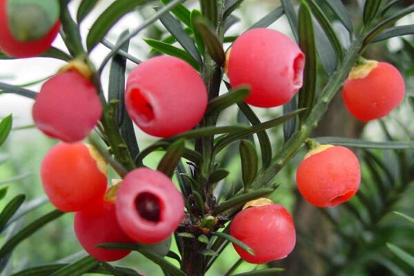 紅豆杉幾月份開花結果，春花秋熟（在春季開花秋季結果）