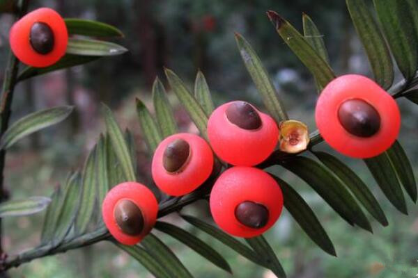 紅豆杉幾月份開花結果，春花秋熟（在春季開花秋季結果）