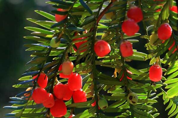 紅豆杉幾月份開花結果，春花秋熟（在春季開花秋季結果）