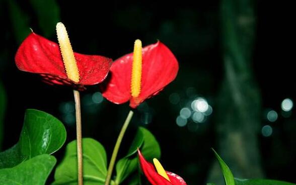 紅掌花枯萎了怎麼辦，適量澆水/充足光照可以挽